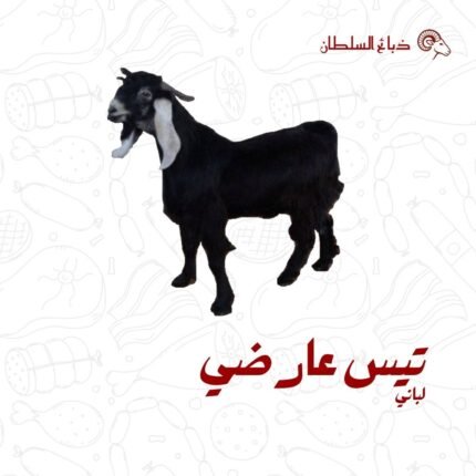 تيس عارضي لباني