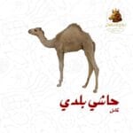 حاشي بلدي كامل