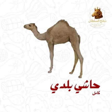 حاشي بلدي كامل