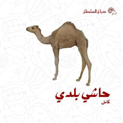 حاشي بلدي كامل