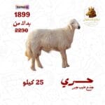 حري جذع طيب ( جبر ) يجزئ للعقيقه