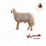 حري هرفي وسط