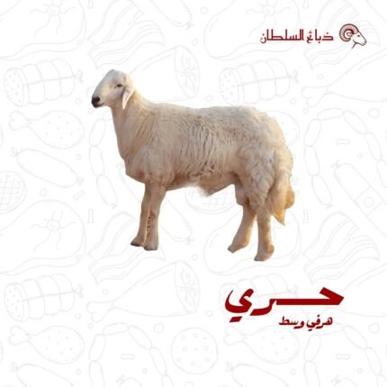 حري هرفي وسط