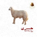 ربع ذبيحة حري بلدي