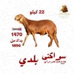 سواكني جذع طيب جبر مرابي