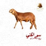 ربع ذبيحة سواكني مرابي