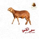 نصف ذبيحة سواكني مرابي