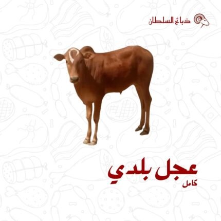 عجل بلدي كامل