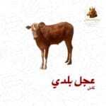 عجل بلدي كامل