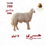 نصف ذبيحة حري جذع وسط