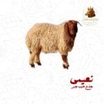 نعيمي جذع طيب (جبر)