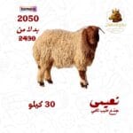 نعيمي جذع طيب ناهي ( يجزئ العقيقه )