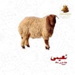 نعيمي جذع وسط