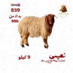 نصف ذبيحة نعيمي جذع وسط