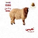 نعيمي هرفي وسط